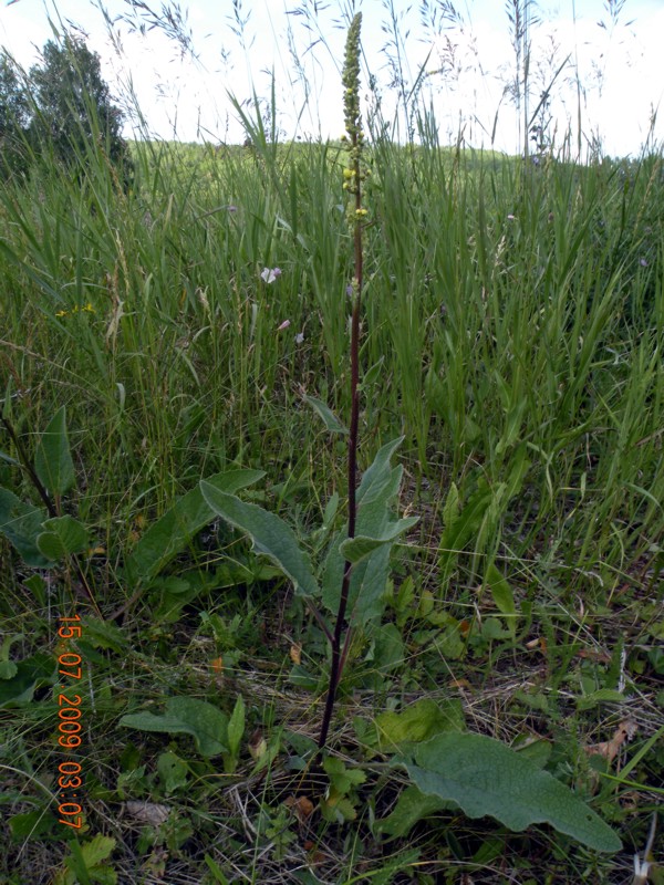 Изображение особи Verbascum nigrum.