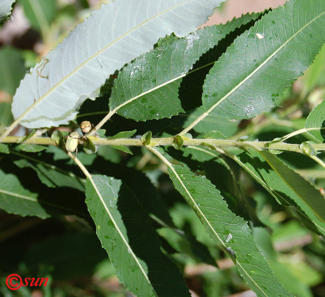 Image of Salix triandra specimen.