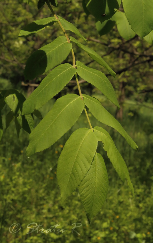 Image of Juglans cinerea specimen.