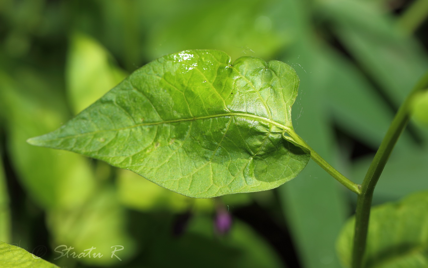 Изображение особи Solanum dulcamara.