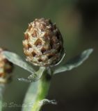 Centaurea jacea. Распускающееся соцветие. Молдова, мун. Кишинев, окр. с. Гидигич. 10.08.2014.