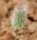 Trifolium arvense. Соцветие. Белгородская обл., окр. пос. Борисовка, поле. 09.07.2014.