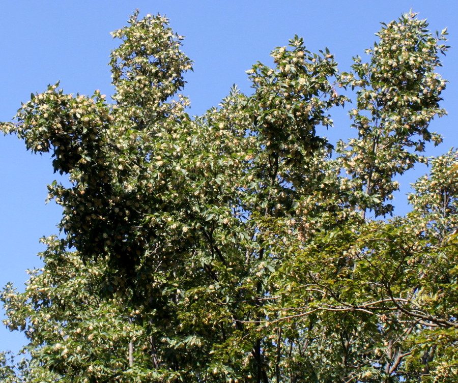 Image of Ostrya carpinifolia specimen.