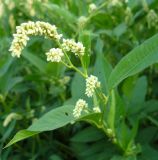 Persicaria lapathifolia