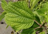 Boehmeria nivea