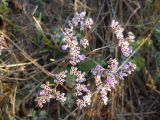 Limonium bungei. Соцветие. Волгоградская обл., Николаевский р-н, г. Николаевск, прибрежный участок (склон берега, береговая терраса) р. Волга. 27.09.2014.