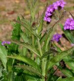 Verbena rigida