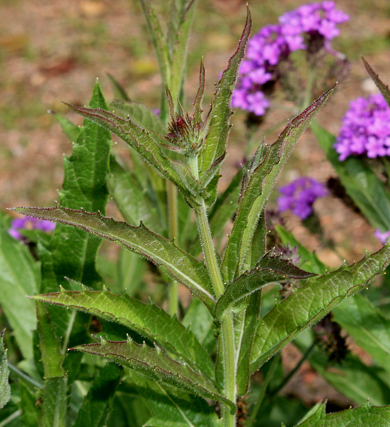 Изображение особи Verbena rigida.