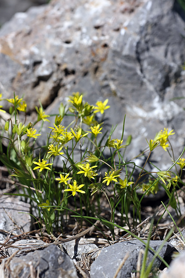 Image of genus Gagea specimen.