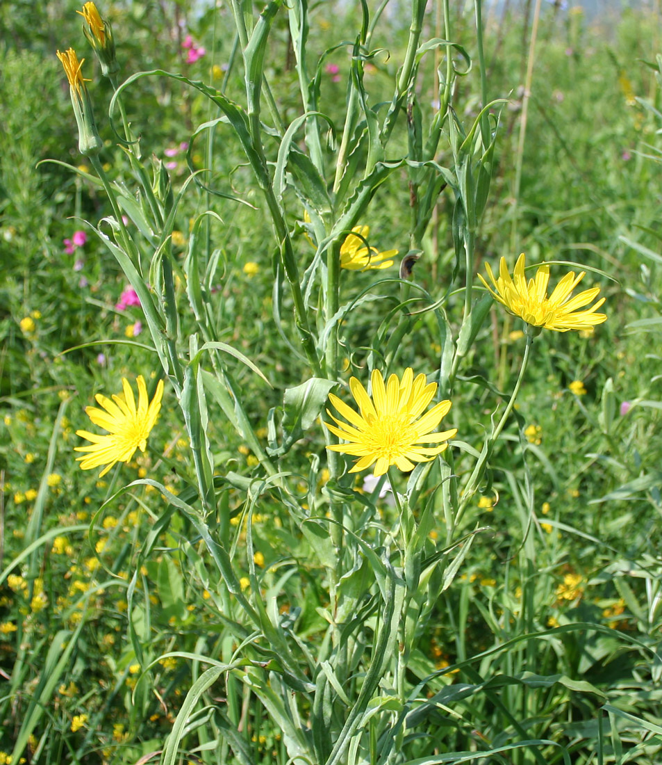 Image of Tragopogon orientalis specimen.