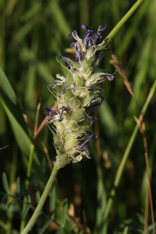 Изображение особи Astragalus onobrychis.