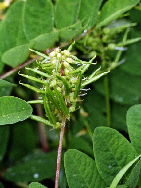 Image of Astragalus glycyphyllos specimen.