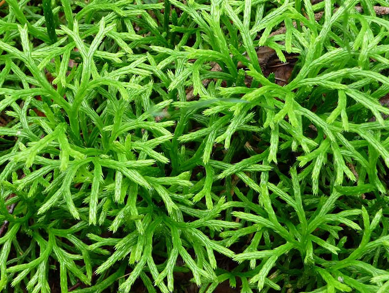 Изображение особи Diphasiastrum complanatum.