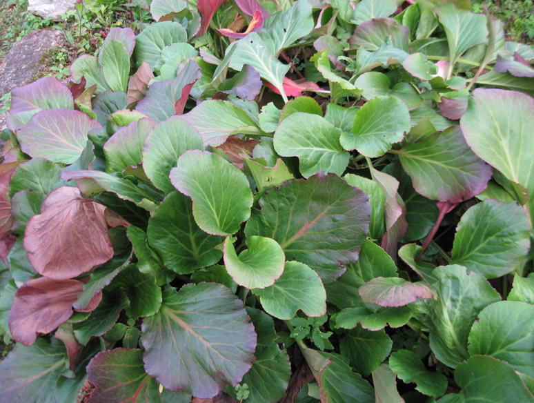 Image of Bergenia crassifolia specimen.