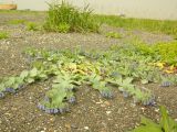 Mertensia maritima