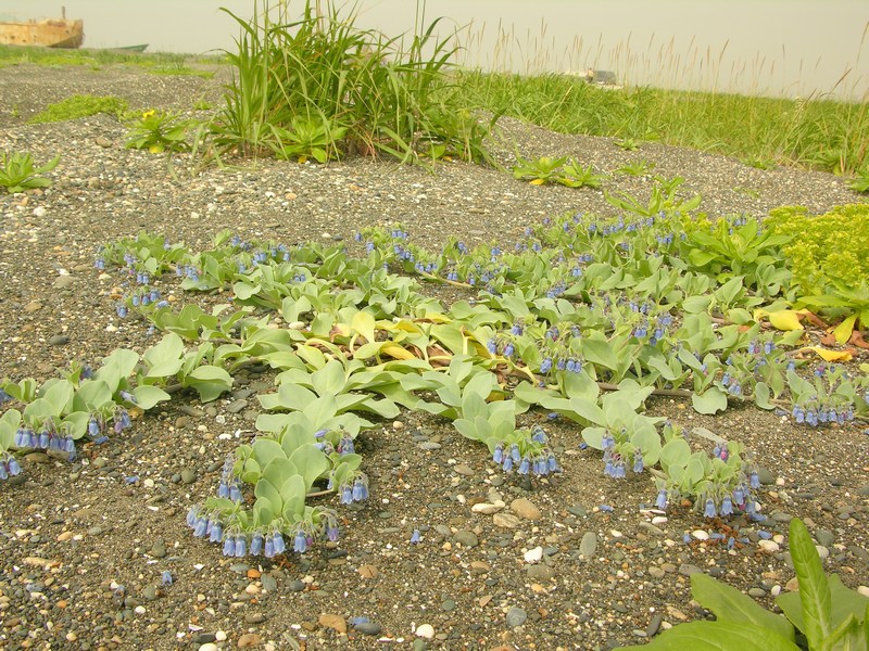 Image of Mertensia maritima specimen.