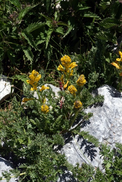 Image of Corydalis gortschakovii specimen.