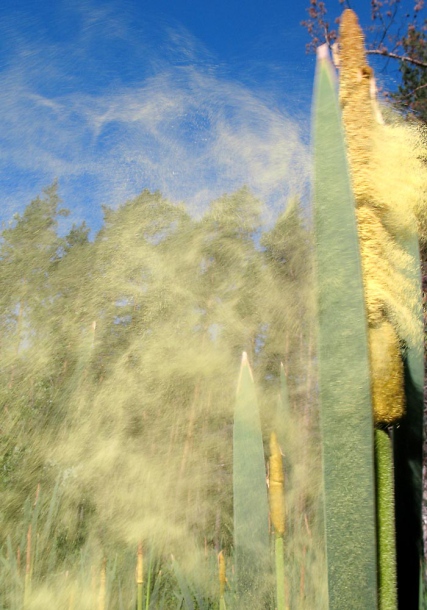 Image of Typha latifolia specimen.