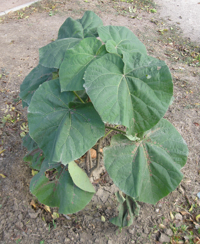 Image of Paulownia tomentosa specimen.
