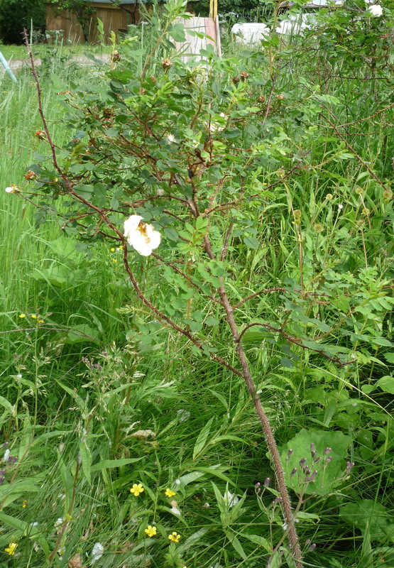 Изображение особи Rosa spinosissima.