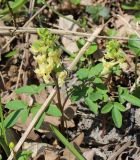 Corydalis marschalliana. Цветущее растение. Ставропольский край, регион Кавказские Минеральные Воды, Железноводск, парк на горе Железная. 27.03.2015.