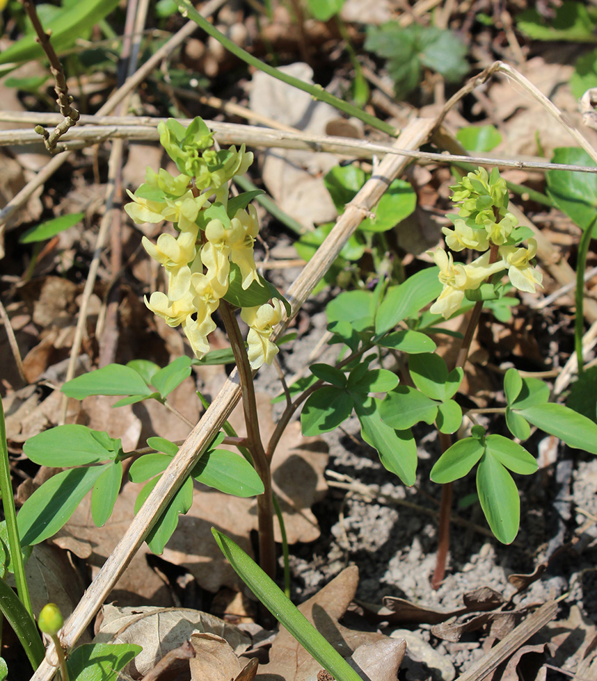 Image of Corydalis marschalliana specimen.