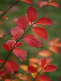 Cotoneaster lucidus