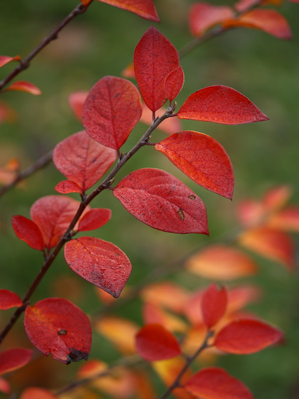 Изображение особи Cotoneaster lucidus.