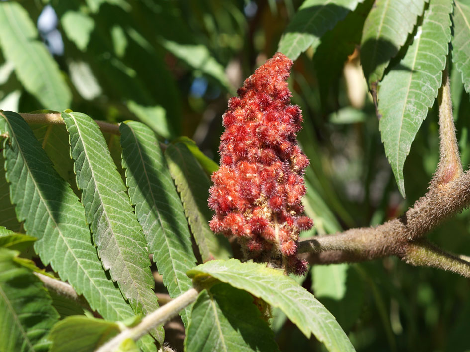 Изображение особи Rhus typhina.