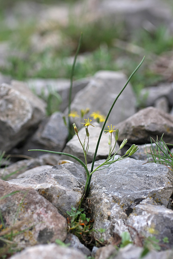 Image of genus Gagea specimen.
