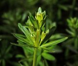 Galium mollugo. Верхушка молодого побега. Московская обл., Раменский р-н, окр. дер. Хрипань, садовый участок. 18.05.2015.