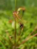 Drosera anglica