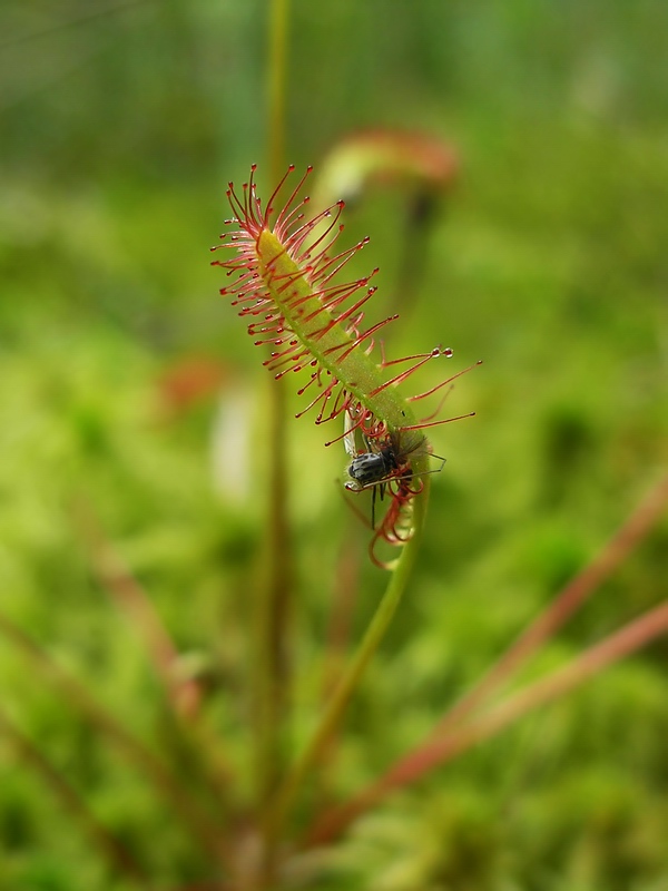 Image of Drosera anglica specimen.