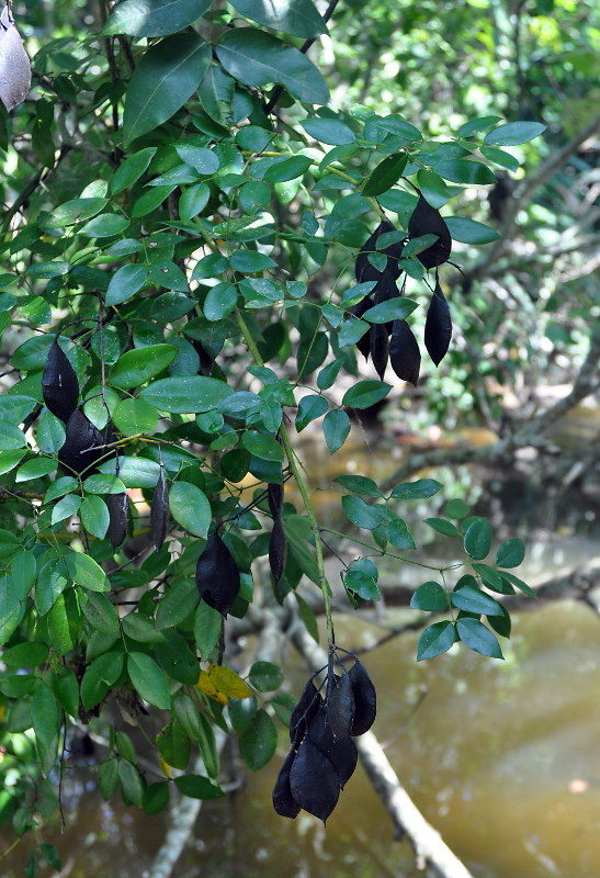 Image of Caesalpinia crista specimen.