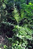Calamus viminalis