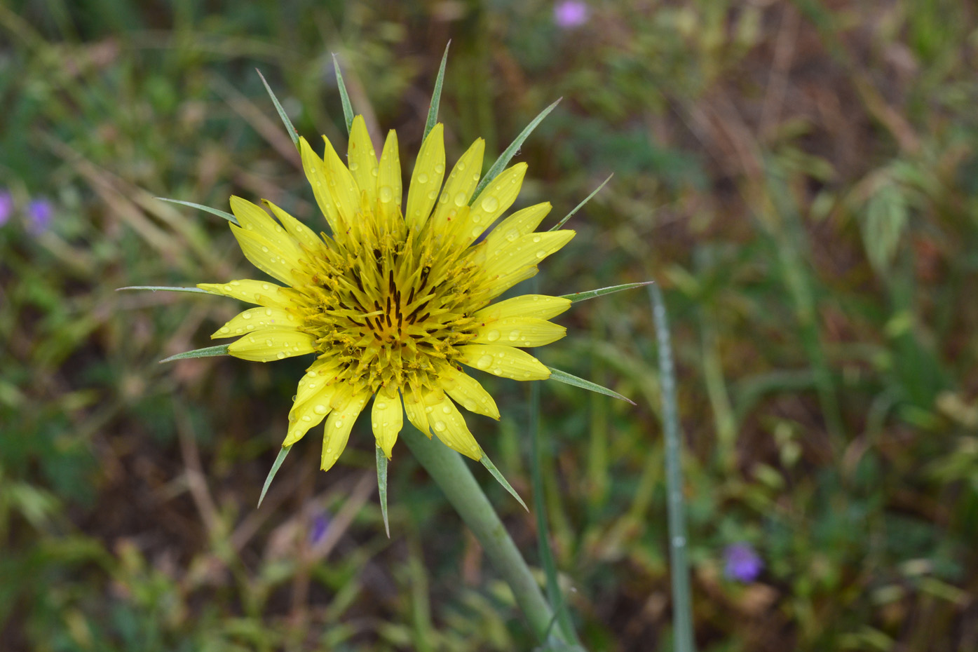 Изображение особи Tragopogon dubius.