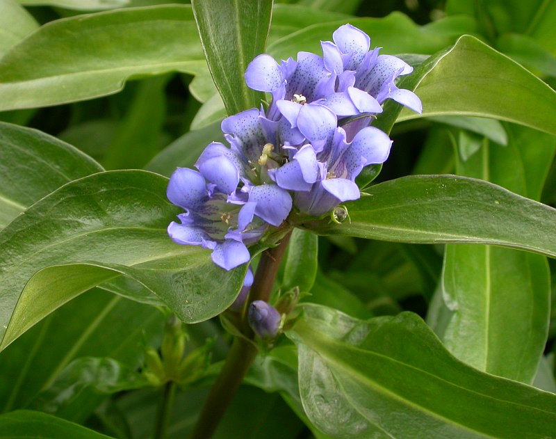 Image of genus Gentiana specimen.