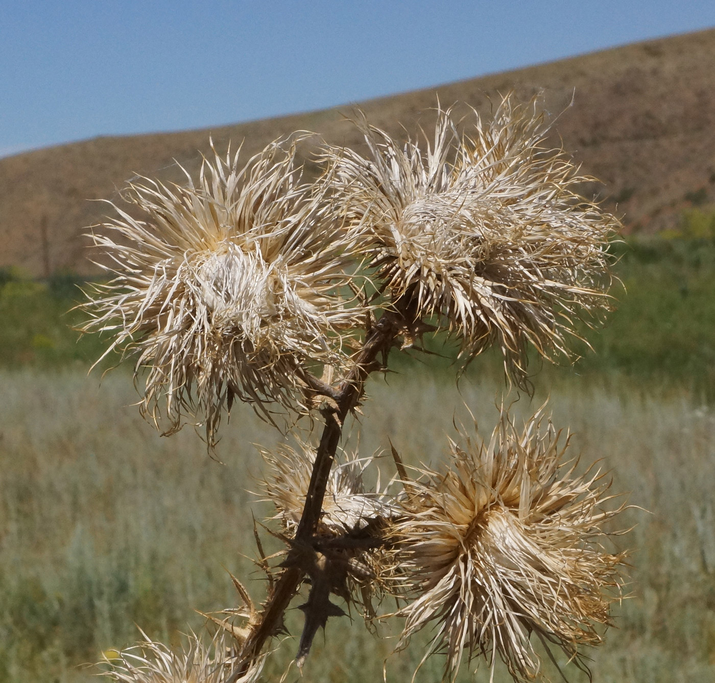Image of Cirsium vulgare specimen.