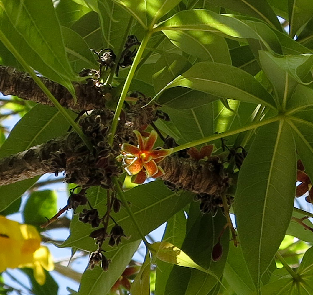 Изображение особи Sterculia foetida.