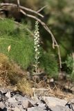 Delphinium pavlovii. Цветущее растение. Южный Казахстан, горы Алатау (Даубаба), Скалистое ущелье. 27.06.2014.