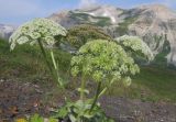 Heracleum leskovii. Верхушка цветущего и плодоносящего растения. Адыгея, Кавказский биосферный заповедник, гора Гузерипль, осыпной склон из ожелезнённого слабокарбонатного песчаника с обломками сидерита, ≈ 2150 м н.у.м. 26.07.2015.