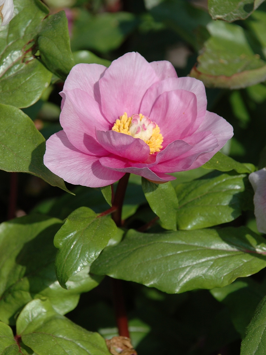 Image of Paeonia mascula ssp. russoi specimen.