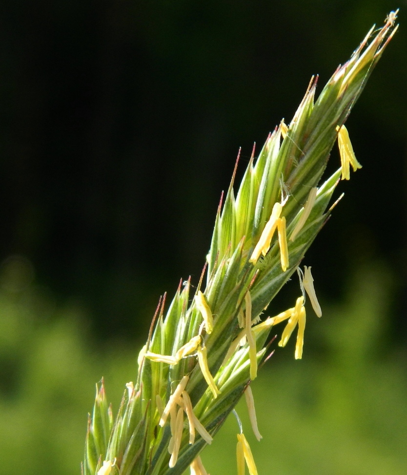 Изображение особи Elytrigia repens.