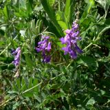 Vicia tenuifolia. Верхушка цветущего растения. Челябинская обл., окр. г. Челябинск, Золотая горка, разнотравная поляна в берёзовом лесу. 05.07.2014.