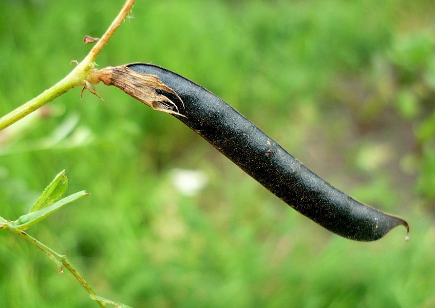 Изображение особи Vicia segetalis.