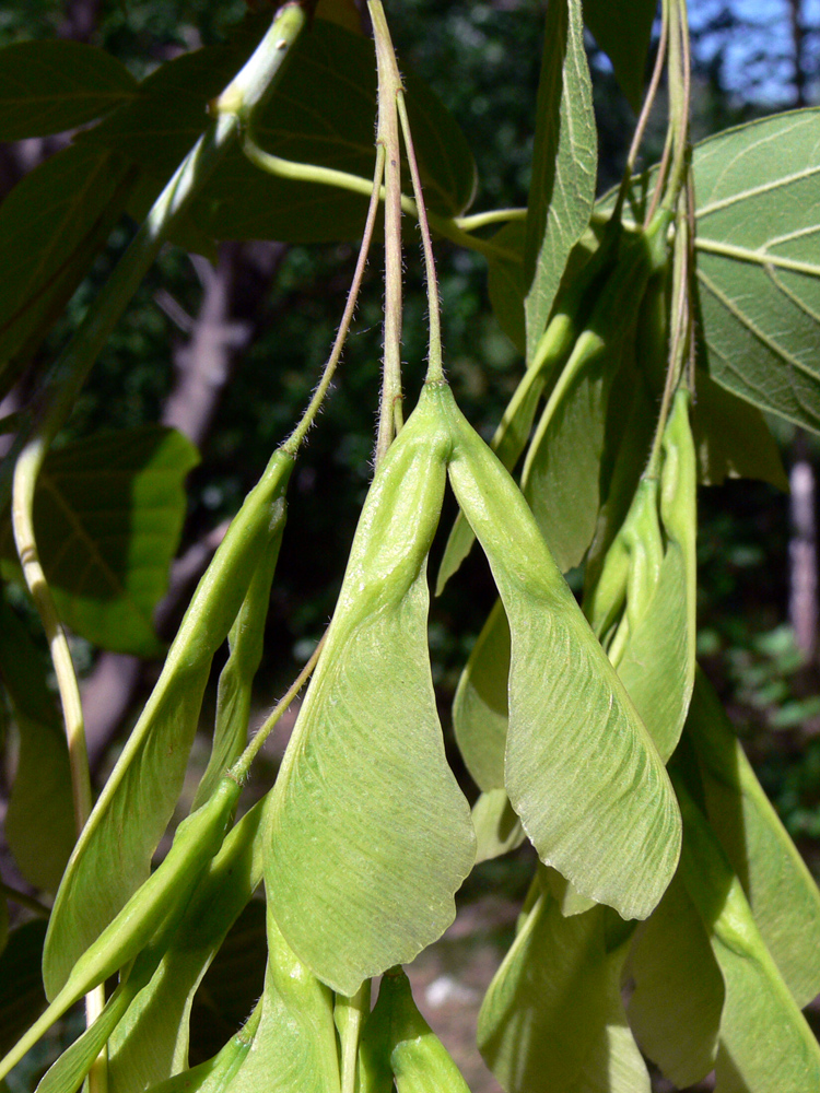 Image of Acer negundo specimen.