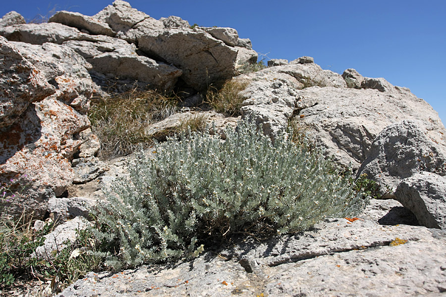 Image of Artemisia rutifolia specimen.