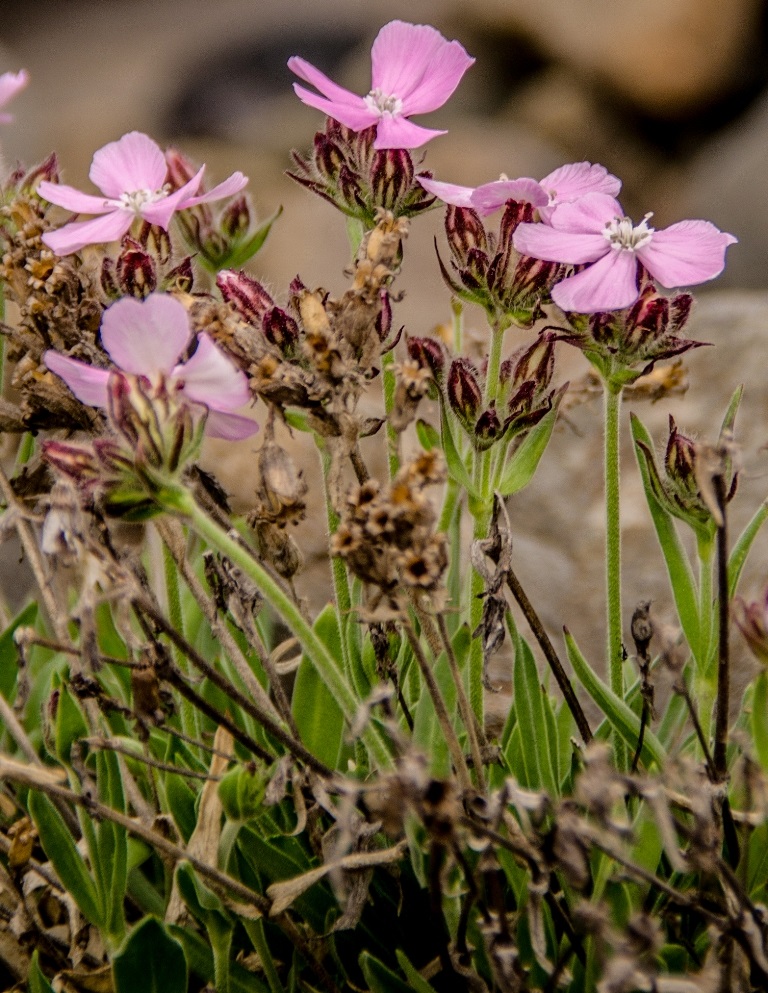 Изображение особи Lychnis ajanensis.