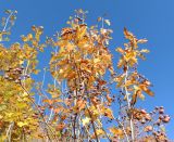 Sorbus torminalis