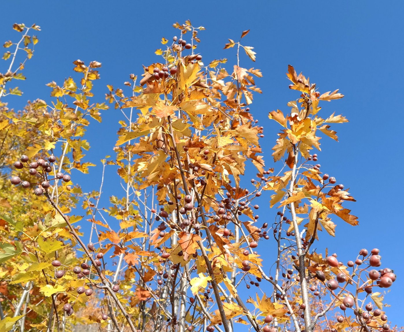 Изображение особи Sorbus torminalis.